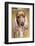 Dog Breeds - Cocker Spaniel - Puppies - English Cocker-Philippe Hugonnard-Framed Photographic Print