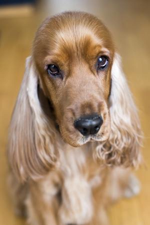 buy english cocker spaniel puppy