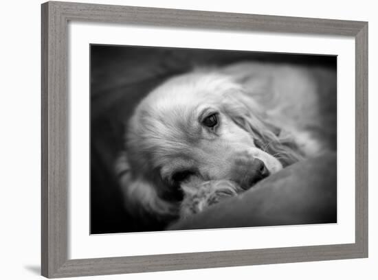 Dog Breeds - Cocker Spaniel - Puppies - English Cocker-Philippe Hugonnard-Framed Photographic Print