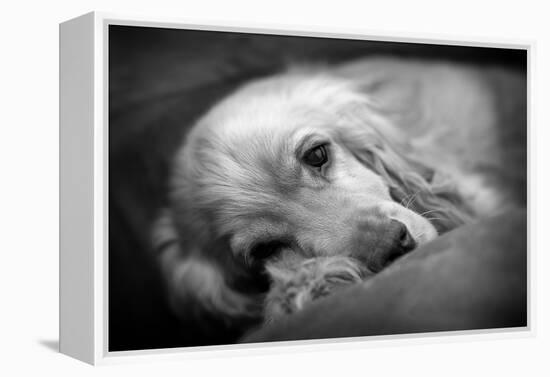 Dog Breeds - Cocker Spaniel - Puppies - English Cocker-Philippe Hugonnard-Framed Premier Image Canvas