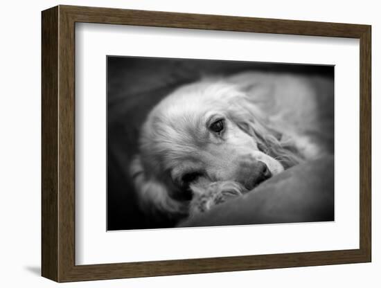 Dog Breeds - Cocker Spaniel - Puppies - English Cocker-Philippe Hugonnard-Framed Photographic Print