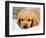 Dog Breeds - Cocker Spaniel - Puppies - English Cocker-Philippe Hugonnard-Framed Photographic Print