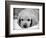 Dog Breeds - Cocker Spaniel - Puppies - English Cocker-Philippe Hugonnard-Framed Photographic Print