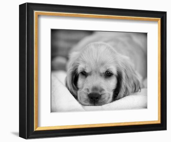 Dog Breeds - Cocker Spaniel - Puppies - English Cocker-Philippe Hugonnard-Framed Photographic Print