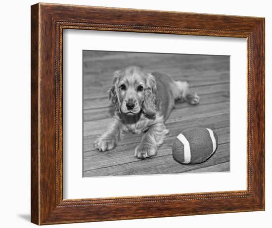 Dog Breeds - Cocker Spaniel - Puppies - English Cocker-Philippe Hugonnard-Framed Photographic Print