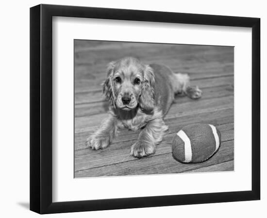 Dog Breeds - Cocker Spaniel - Puppies - English Cocker-Philippe Hugonnard-Framed Photographic Print