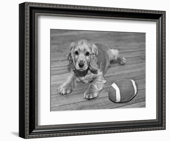 Dog Breeds - Cocker Spaniel - Puppies - English Cocker-Philippe Hugonnard-Framed Photographic Print