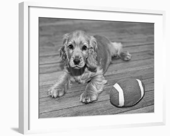 Dog Breeds - Cocker Spaniel - Puppies - English Cocker-Philippe Hugonnard-Framed Photographic Print