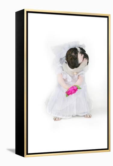 Dog Bride-graphicphoto-Framed Premier Image Canvas