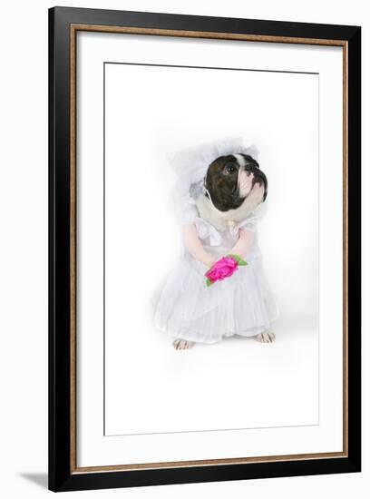 Dog Bride-graphicphoto-Framed Photographic Print