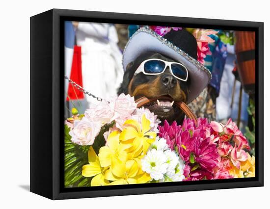 Dog Carrying Flowers at the Carnival in Funchal, Madeira, Portugal, Europe-Michael Runkel-Framed Premier Image Canvas
