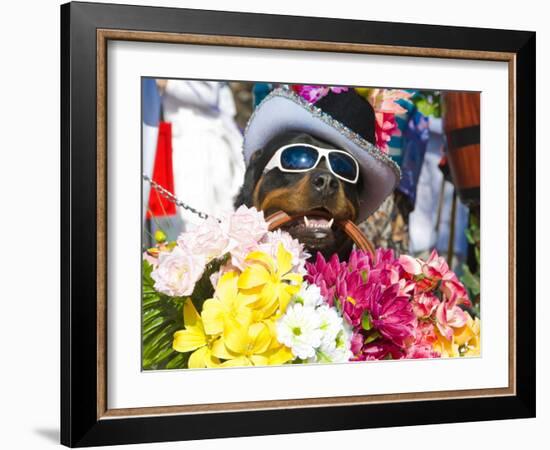 Dog Carrying Flowers at the Carnival in Funchal, Madeira, Portugal, Europe-Michael Runkel-Framed Photographic Print