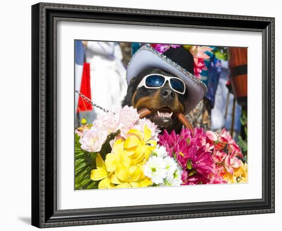 Dog Carrying Flowers at the Carnival in Funchal, Madeira, Portugal, Europe-Michael Runkel-Framed Photographic Print