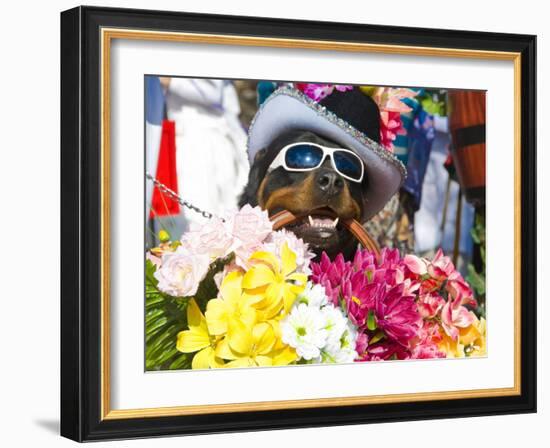 Dog Carrying Flowers at the Carnival in Funchal, Madeira, Portugal, Europe-Michael Runkel-Framed Photographic Print