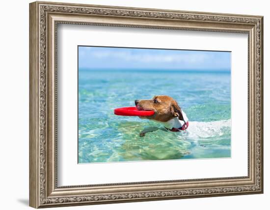 Dog Catching a Red Flying Disc and Swimming in Water-Javier Brosch-Framed Photographic Print