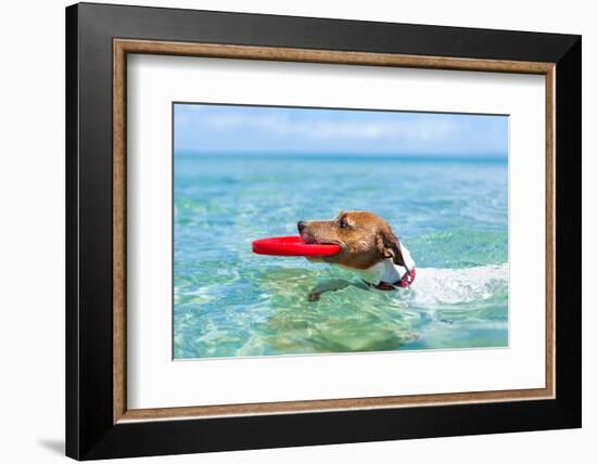 Dog Catching a Red Flying Disc and Swimming in Water-Javier Brosch-Framed Photographic Print