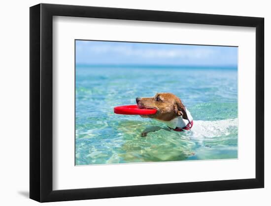 Dog Catching a Red Flying Disc and Swimming in Water-Javier Brosch-Framed Photographic Print