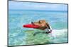 Dog Catching a Red Flying Disc and Swimming in Water-Javier Brosch-Mounted Photographic Print