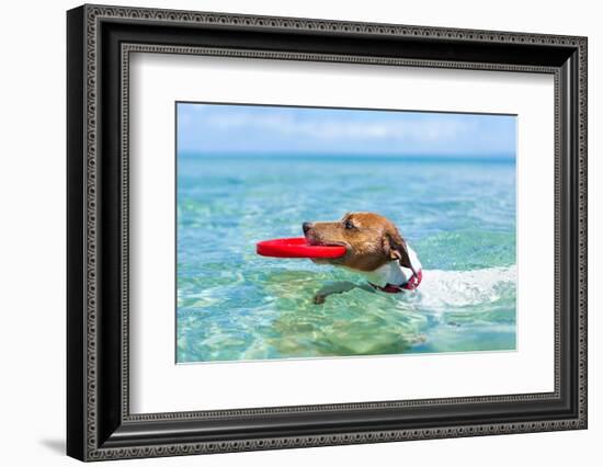 Dog Catching a Red Flying Disc and Swimming in Water-Javier Brosch-Framed Photographic Print