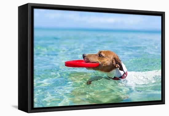 Dog Catching a Red Flying Disc and Swimming in Water-Javier Brosch-Framed Premier Image Canvas