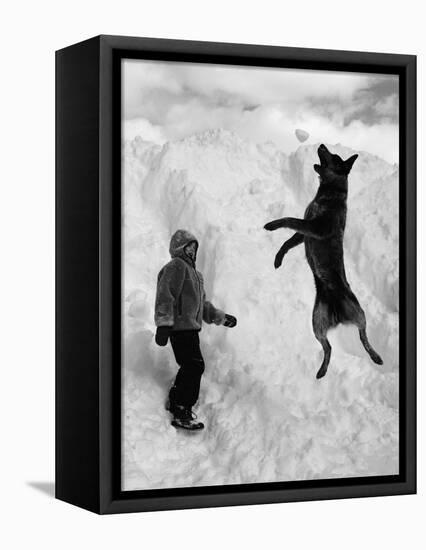 Dog Catching a Snowball-Karl Weatherly-Framed Premier Image Canvas