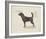 Dog Club - Beagle-Clara Wells-Framed Giclee Print