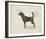 Dog Club - Beagle-Clara Wells-Framed Giclee Print