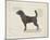 Dog Club - Beagle-Clara Wells-Mounted Giclee Print
