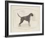 Dog Club - Boxer-Clara Wells-Framed Giclee Print