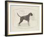 Dog Club - Boxer-Clara Wells-Framed Giclee Print