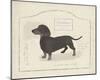 Dog Club - Dachshund-Clara Wells-Mounted Giclee Print