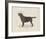 Dog Club - Labrador-Clara Wells-Framed Giclee Print