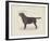 Dog Club - Labrador-Clara Wells-Framed Giclee Print