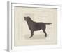 Dog Club - Labrador-Clara Wells-Framed Giclee Print