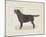 Dog Club - Labrador-Clara Wells-Mounted Giclee Print