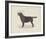 Dog Club - Labrador-Clara Wells-Framed Giclee Print