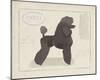 Dog Club - Poodle-Clara Wells-Mounted Giclee Print