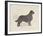 Dog Club - Retriever-Clara Wells-Framed Giclee Print
