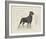 Dog Club - Rottweiler-Clara Wells-Framed Giclee Print