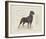 Dog Club - Rottweiler-Clara Wells-Framed Giclee Print