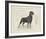 Dog Club - Rottweiler-Clara Wells-Framed Giclee Print