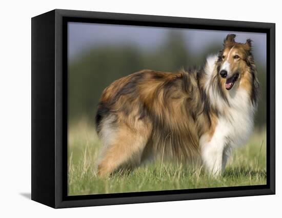 Dog, Collie, Germany-Thorsten Milse-Framed Premier Image Canvas