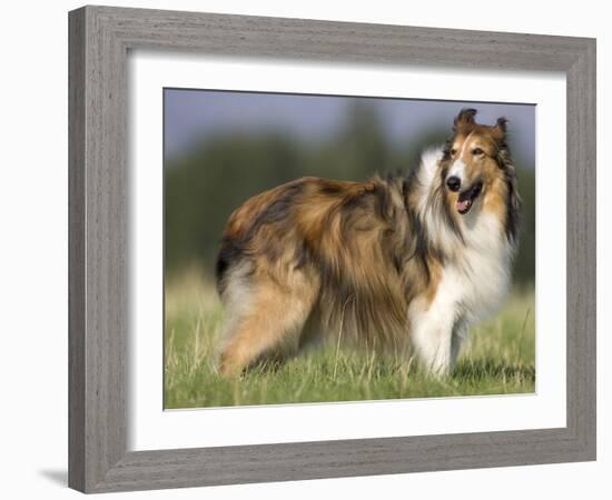 Dog, Collie, Germany-Thorsten Milse-Framed Photographic Print