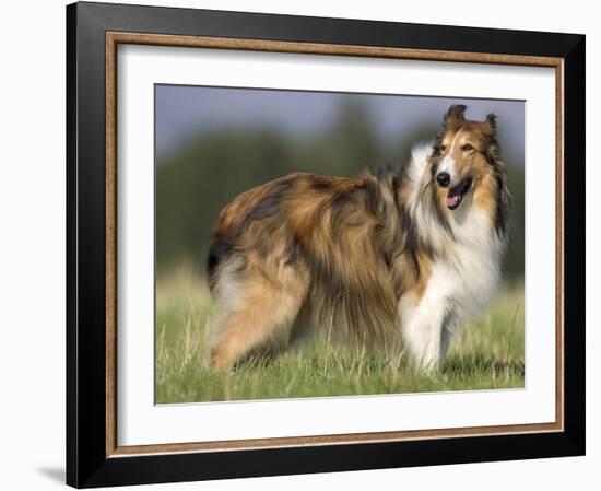 Dog, Collie, Germany-Thorsten Milse-Framed Photographic Print