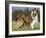 Dog, Collie, Germany-Thorsten Milse-Framed Photographic Print