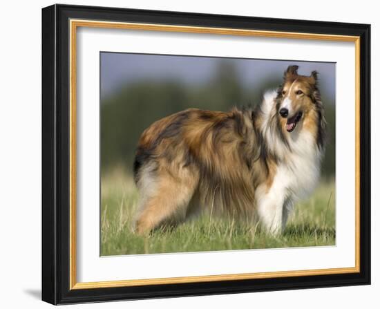 Dog, Collie, Germany-Thorsten Milse-Framed Photographic Print