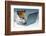 Dog Computer-Javier Brosch-Framed Photographic Print