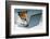 Dog Computer-Javier Brosch-Framed Photographic Print