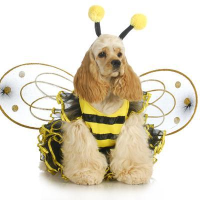 Dog Dressed Like A Bee American Cocker Spaniel Wearing A Bumble Bee Costume