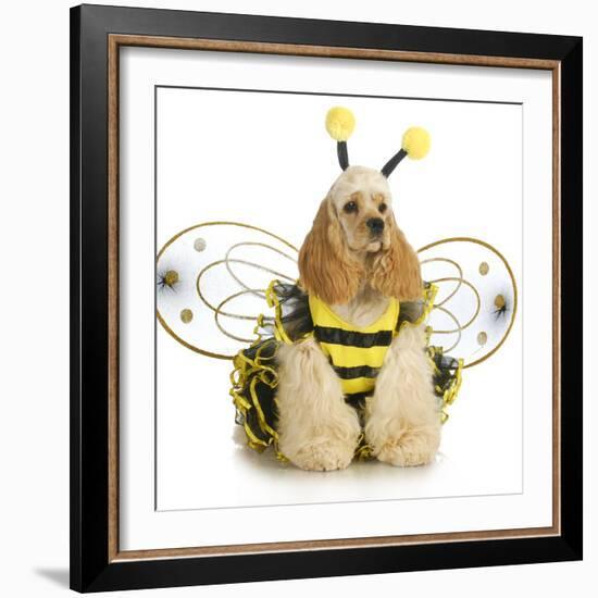 Dog Dressed Like A Bee - American Cocker Spaniel Wearing A Bumble Bee Costume-Willee Cole-Framed Photographic Print